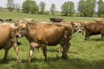 Cows at Grassway Organics